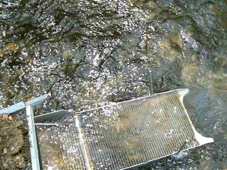 Orpaillage sur le doubs