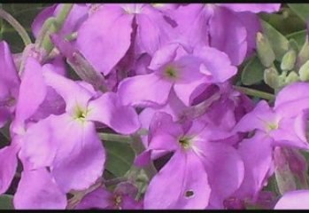 Giroflées et pois de senteurs