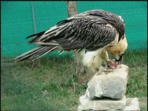 Gypaète barbu (Gypaetus barbatus)