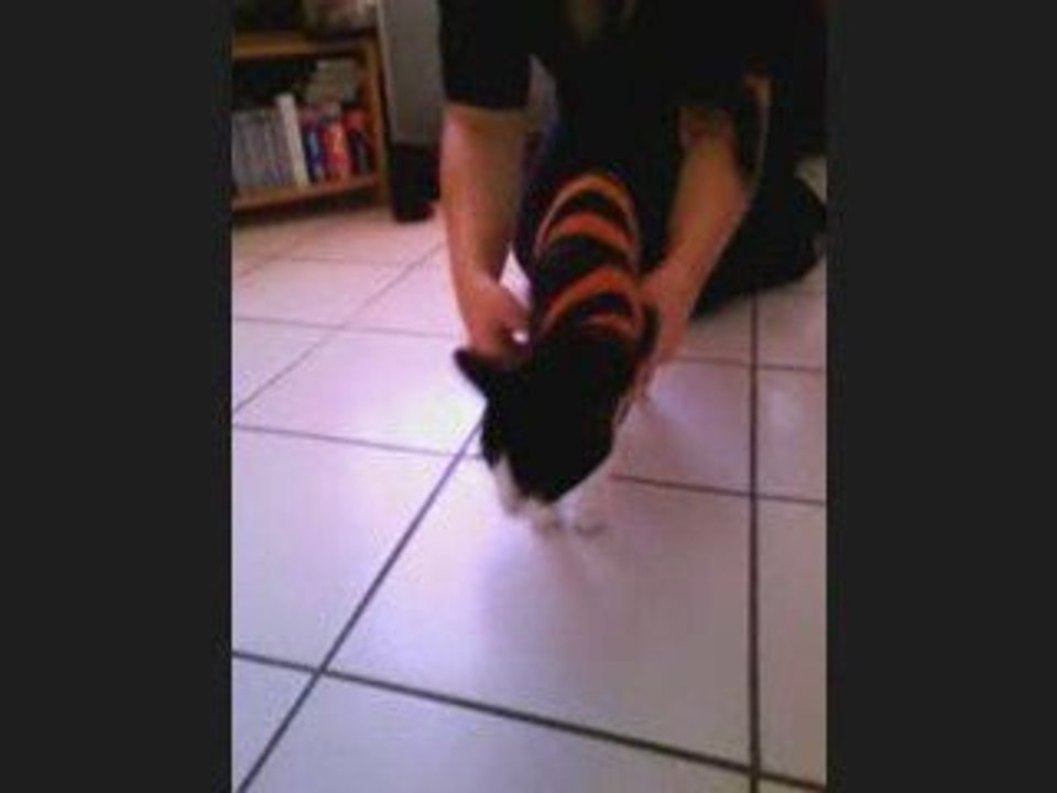Loony Can't Walk