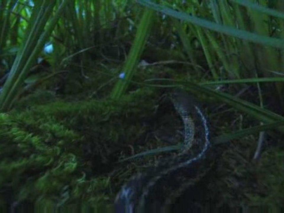 Zoo sauvage de Saint-Félicien