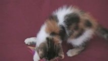 Exotic shorthair calico bebe