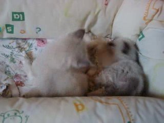 Chatons du Cristal de Lune à 1 mois