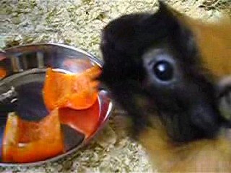 wickett le mignon