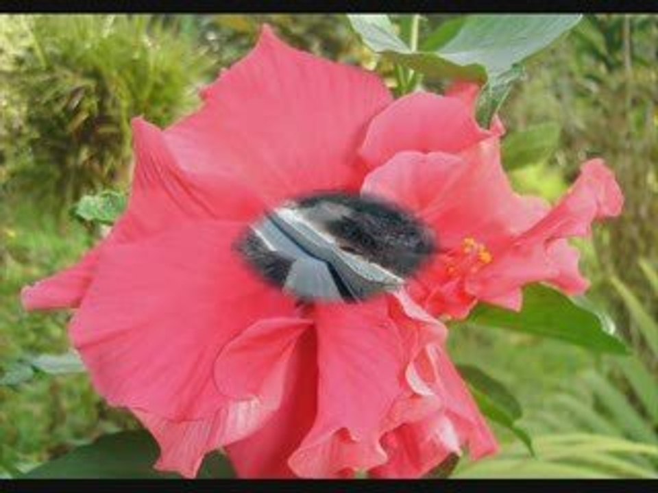 Combien faut-il de temts...Je meurs d'amour ( Guerdy Blanc )