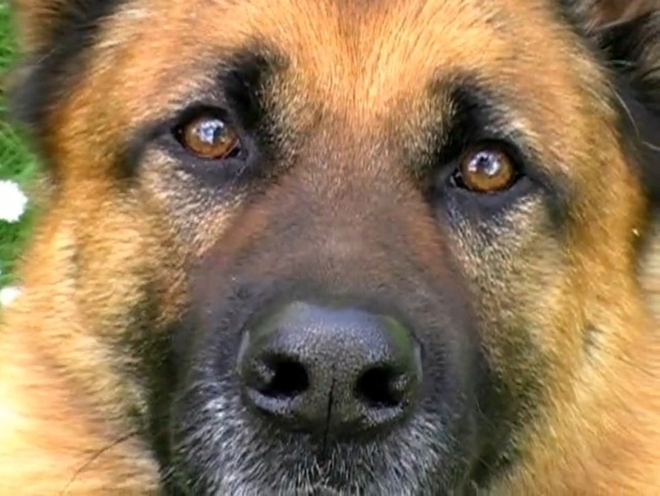 Berger Allemand - Cooper, une histoire de regards...