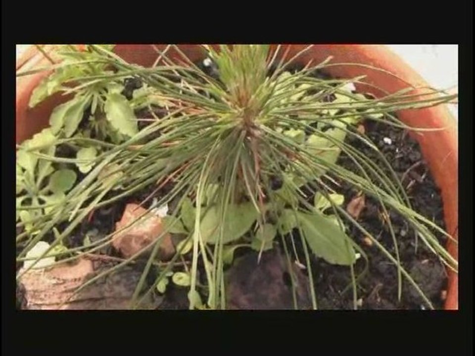 Plante_nature