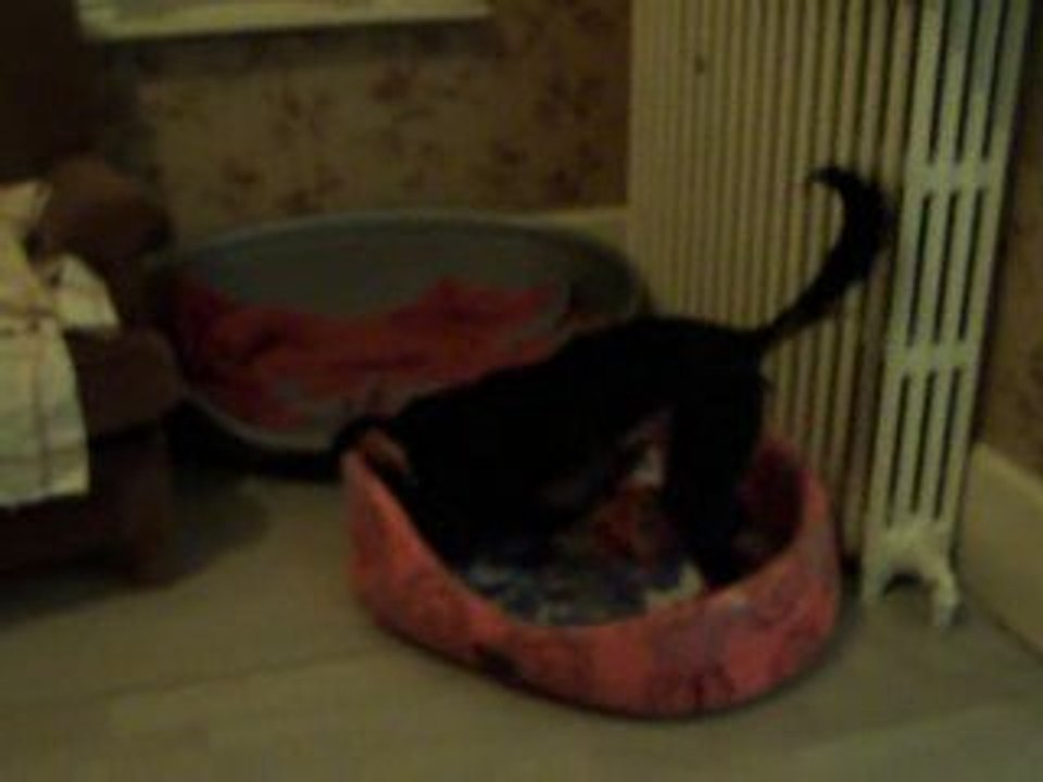 FOSSETTE joue panier
