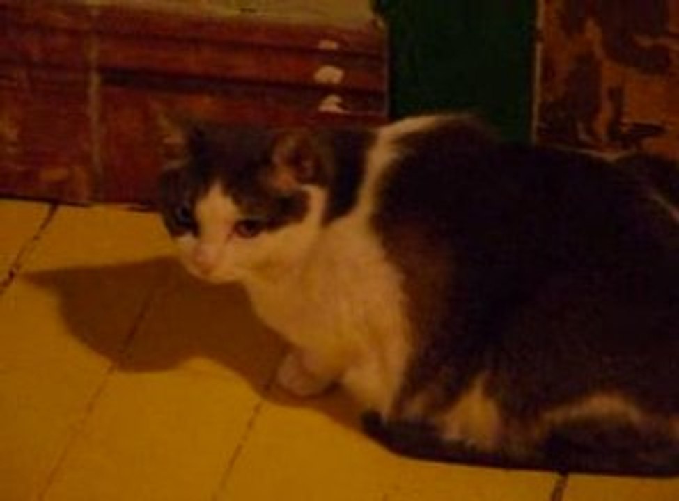 I hypnotize my cat!!! J'hypnotise mon chat!!!