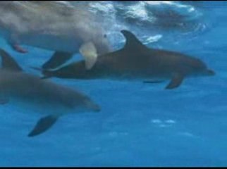 Dauphins les danseurs de l'océan (1/3)