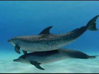 Dauphins les danseurs de l'océan (2/3)