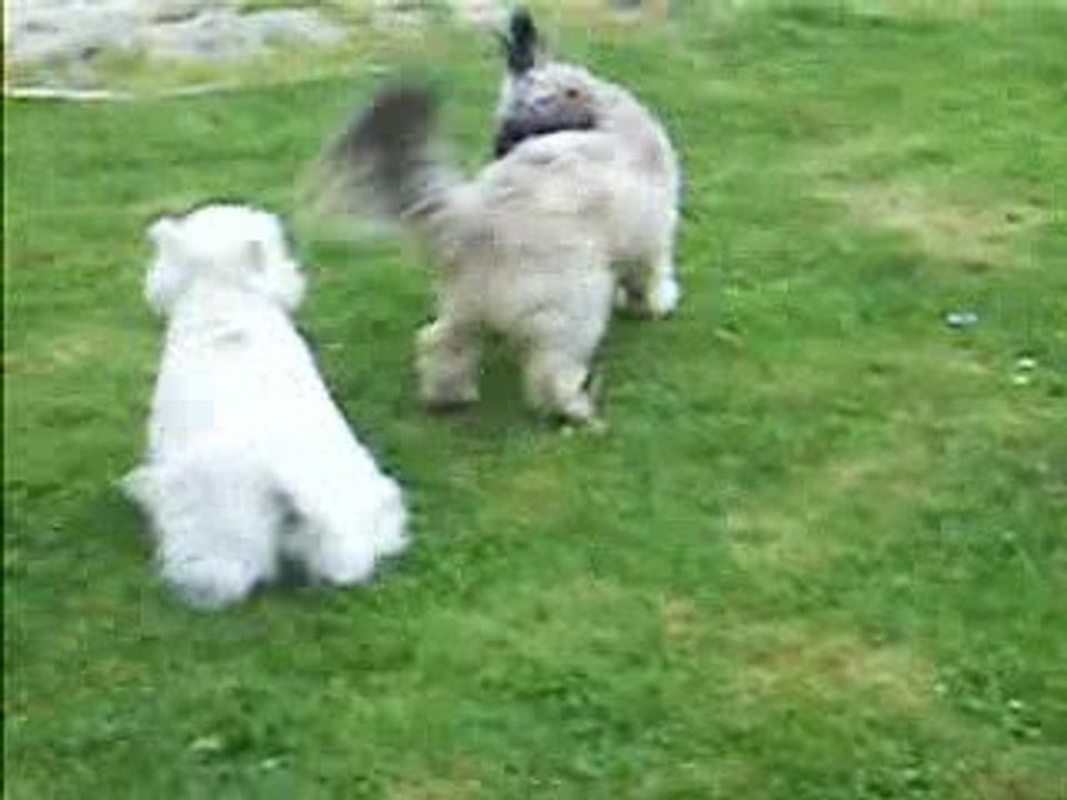 Margaux et les chiens