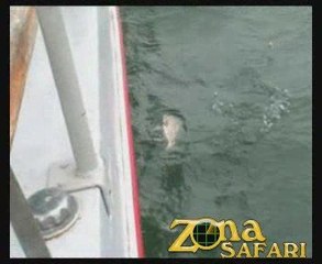 Pesca en Mar del Plata con Sandokán #1