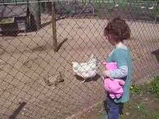 Angélina à la ferme (les poules)