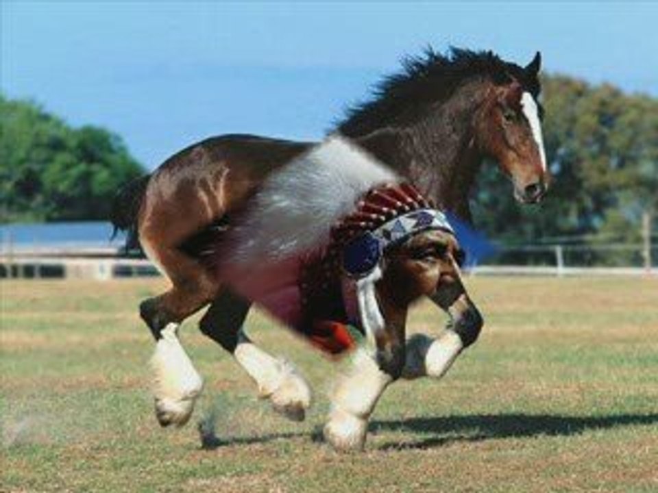 Cowboy bandiii
