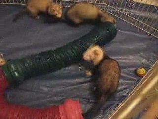 Ferrets play 2