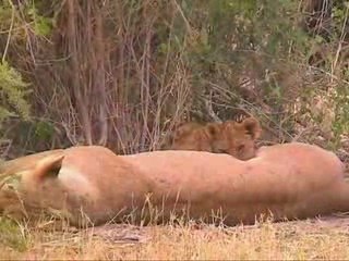 Porini Lion Camp - Maasai Mara - Kenya
