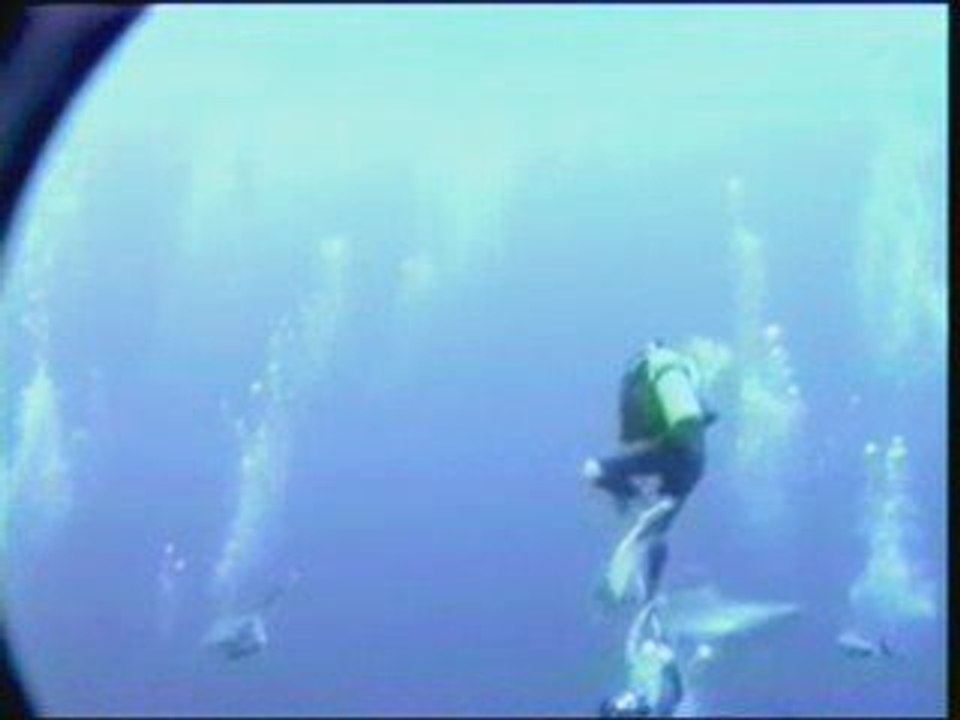 A shark attack dive.