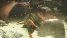Pseudacanthicus sp Scarlet, un mâle
