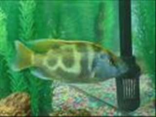 allah lailahe illallah muhammeden resullullahh