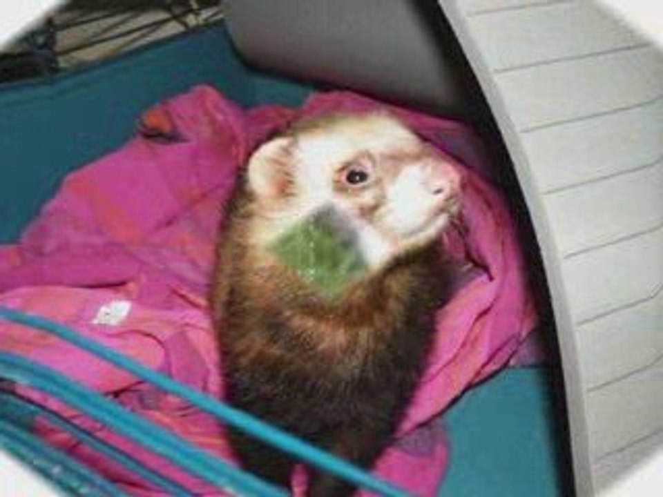 MES ANIMAUX