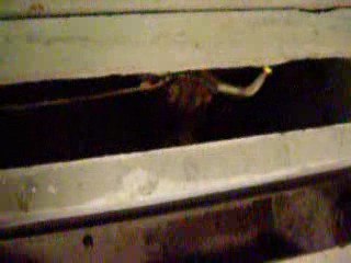 WAPO AOC TAF AVEC DES TAUREAUX FOU