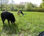 Aïko et zia avec la chienne du monsieur à la guitare