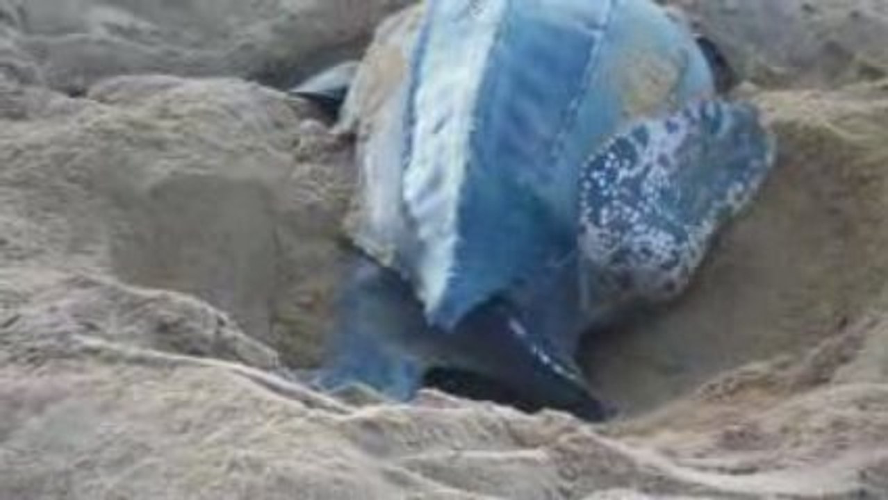 tortue luth 4