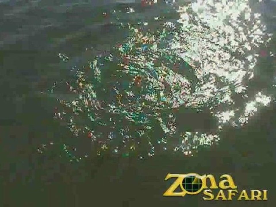 Pesca en Itá Ibaté con Lodge Gemelos #3