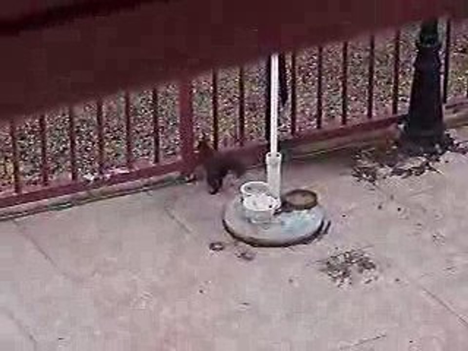 chataigne l'écureuil