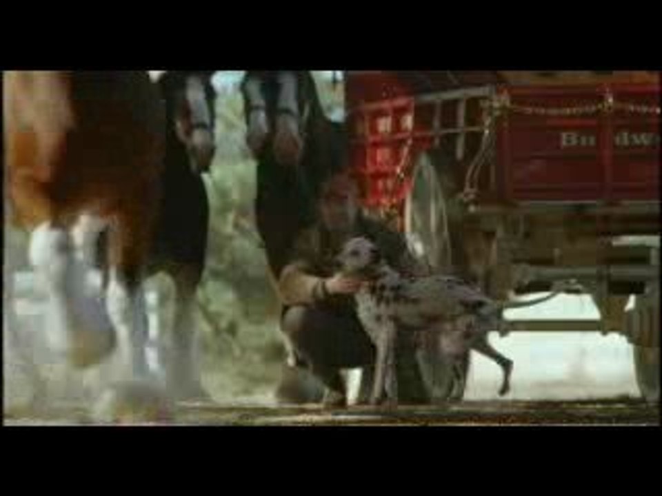 Lachvandedag.nl - Hond en paard