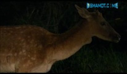 The Sacred Owl of Smamot!