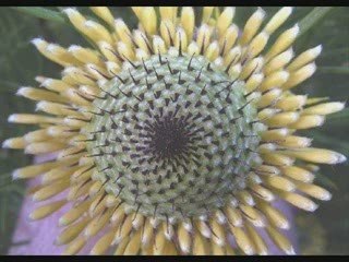 Le nombre d'or - 6/13