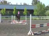 SIR BORG Hanoverian Gelding Hunter/Jumper/Medal Horse