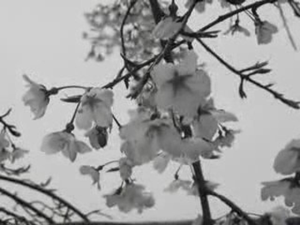 Sakura (B&W)
