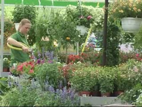 Baobab Béziers balaruc plantes et fleurs
