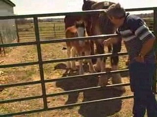 Shhhhh – Baby Clydesdales in Branson Area ((MOR Vacatio...
