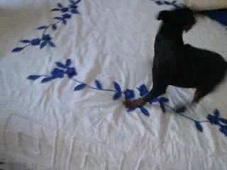 Dina, pinscher 10mois roule!