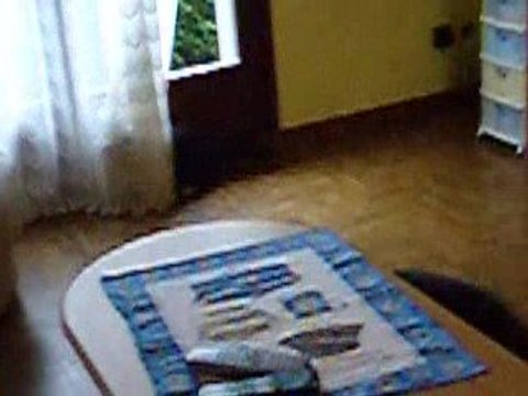 Mon chat Cerise et son frère Nounours