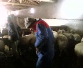 koyun küpesi takılışı konya