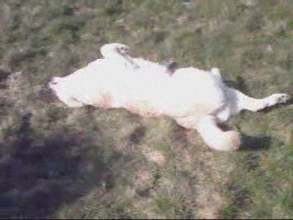 Mon chien diam's
