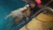 Rhodesian ridgeback and labrador puppy swimming