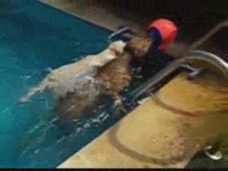 Rhodesian ridgeback and labrador puppy swimming