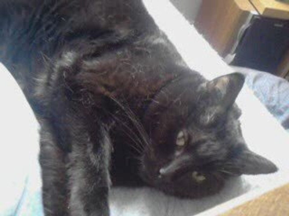 Caressage de chat
