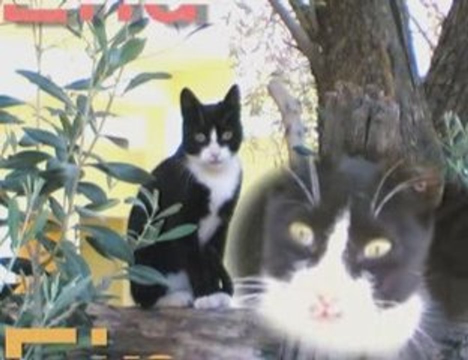 MON CHAT