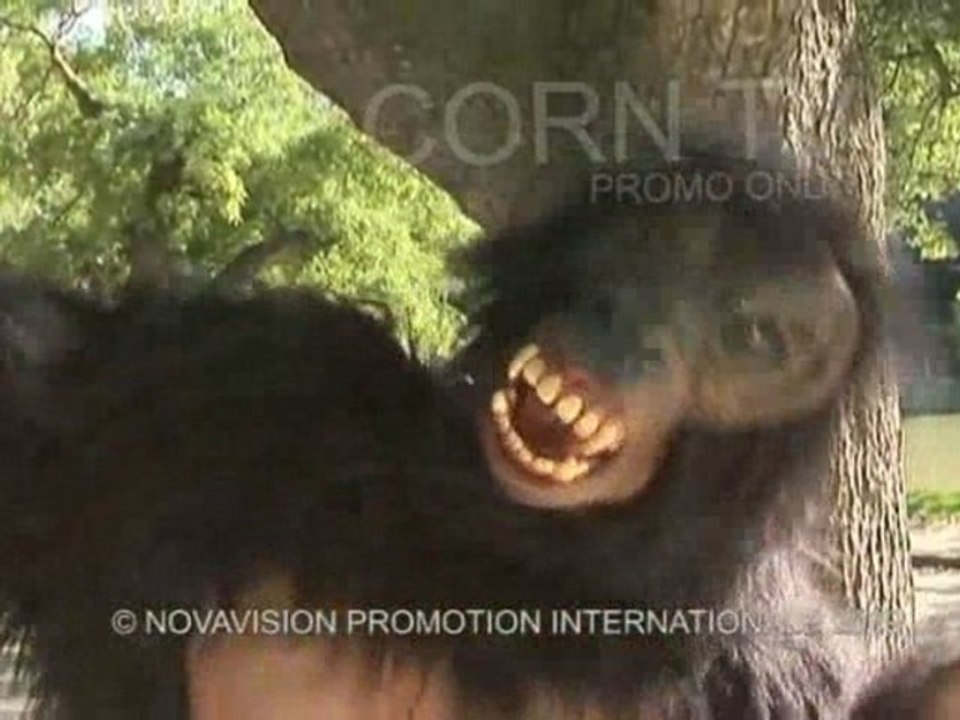 Caméra Cachée : Touche pas à mes bananes !