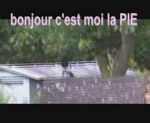 la Pie est elle voleuse