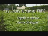 Les  variétés de chanvre de la FNPC : Objectifs de sélection