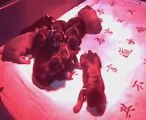 Les Chiots à 9 jours