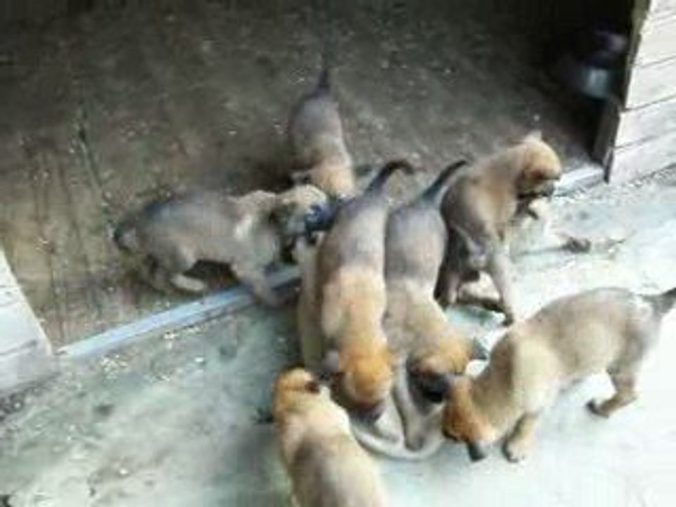 geischa et ces bebes